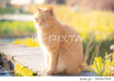 日なたぼっこをしているかわいい茶トラの地域猫･さくらねこ - Ear-Tipping cat - 左 99487309