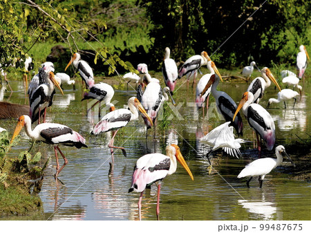 野鳥のパラダイス、スリランカ。水辺のパラダイス。　 99487675