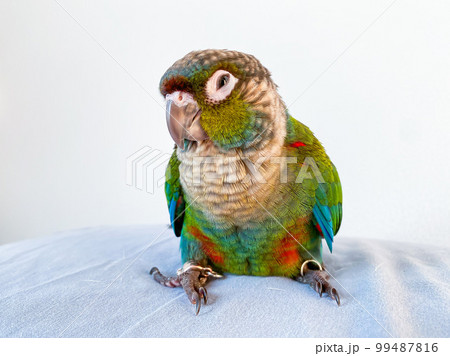 Crimson bellied conure parrot in the bedroom Crimson bellied conure parrot in the bedroom 99487816