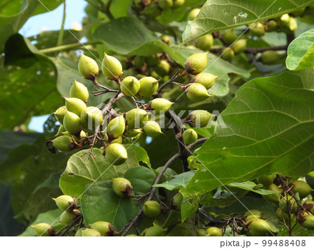 キリの果実 99488408