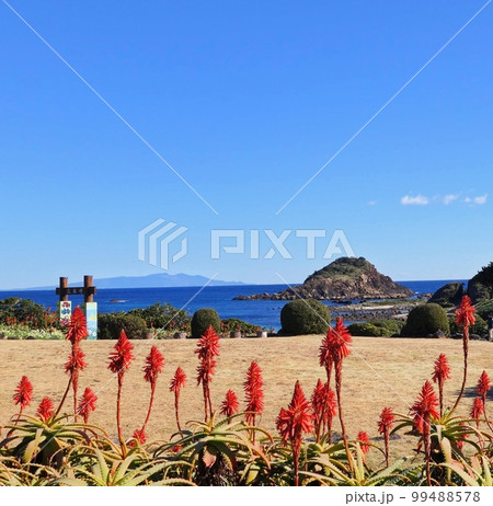 アロエと紺碧の海と青空の絶景 アロエと紺碧の海と青空の絶景 99488578