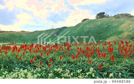 アロエと紺碧の海と青空の絶景 99488586