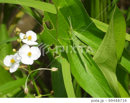 オモダカとショウリョウバッタ 99488716