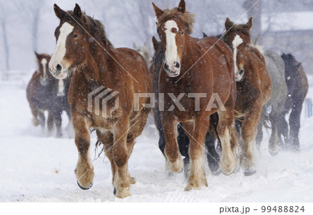 冬の馬追い 冬の馬追い 99488824