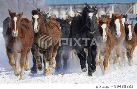 冬の馬追い 冬の馬追い 99488832