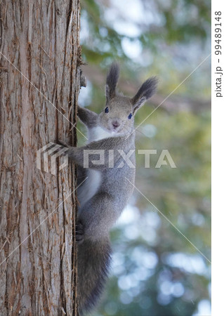 雪のなかのエゾリス 99489148