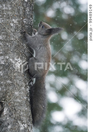 雪のなかのエゾリス 99489149