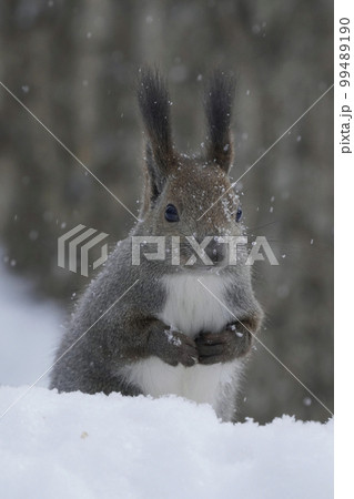 雪のなかのエゾリス 99489190