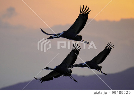 朝焼けに飛ぶナベヅルとマナヅル 99489329