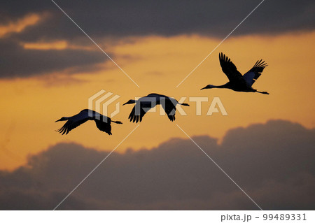 朝焼けに飛ぶナベヅルとマナヅル 99489331