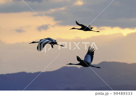朝焼けに飛ぶナベヅルとマナヅル 99489333