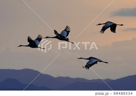 朝焼けに飛ぶナベヅルとマナヅル 99489334