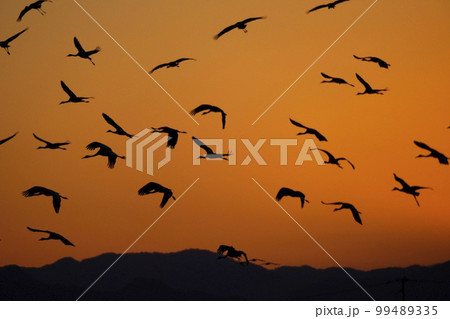朝焼けに飛ぶナベヅルとマナヅル 朝焼けに飛ぶナベヅルとマナヅル 99489335