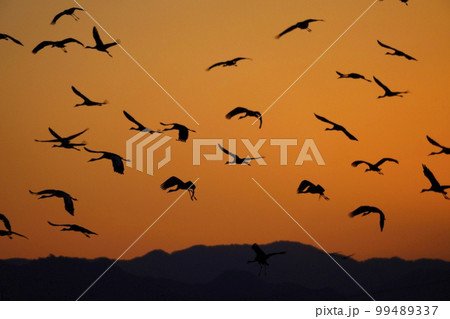 朝焼けに飛ぶナベヅルとマナヅル 99489337