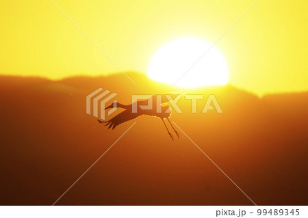 朝焼けに飛ぶナベヅルとマナヅル 99489345