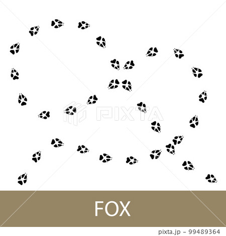 Fox mammal animal traces 99489364