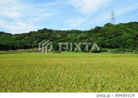 たんぼ 田んぼ 田圃 99489519