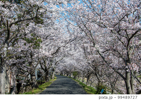岡山県の桜の名所・井原堤　二キロ続く桜のトンネルは憩いの散歩道 99489727