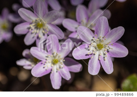【新潟県･佐渡】早春の贈りもの・雪割草 99489866