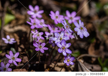 【新潟県･佐渡】早春の贈りもの・雪割草 99489867