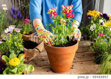 Woman transplanting a flower Antirrhinum 99489897