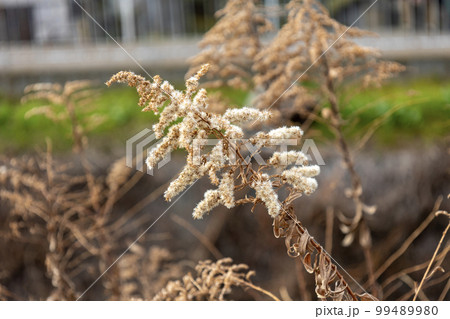 枯れたセイタカアワダチソウ（セイタカアキノキリンソウ） 99489980