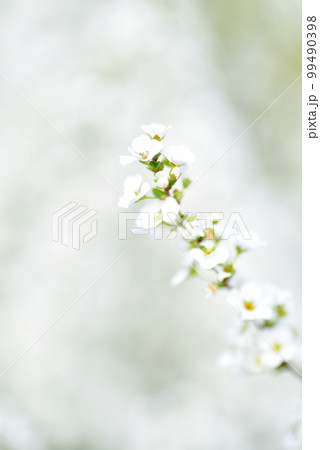 儚げな白いユキヤナギ　オールドレンズ 99490398