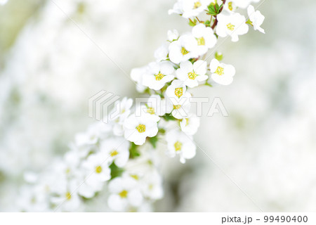 儚げな白いユキヤナギ　オールドレンズ 99490400