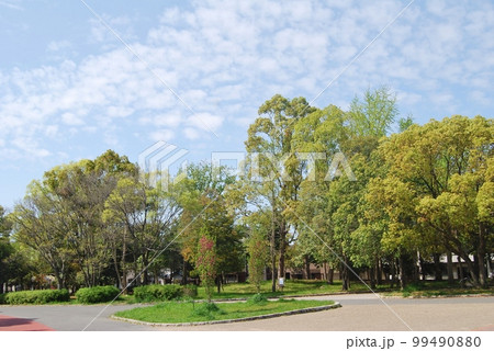 新緑の風景 新緑の風景 99490880