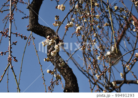早春のしだれ梅 99491293