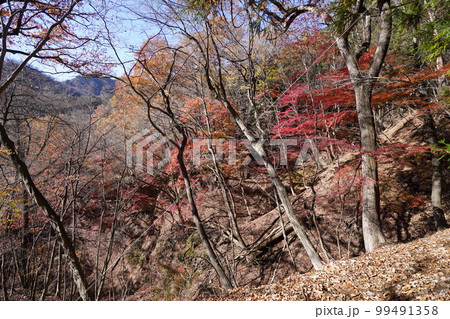 三方境へ向かうハイキング道の途中 通称モミジ谷の紅葉 2022年11月25日 三方境へ向かうハイキング道の途中 通称モミジ谷の紅葉 2022年11月25日 99491358