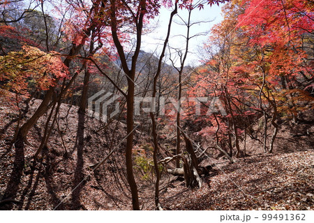 三方境へ向かうハイキング道の途中 通称モミジ谷の紅葉 2022年11月25日 三方境へ向かうハイキング道の途中 通称モミジ谷の紅葉 2022年11月25日 99491362