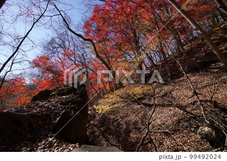 三方境へ向かうハイキング道の途中　通称モミジ谷の紅葉　2022年11月25日 99492024