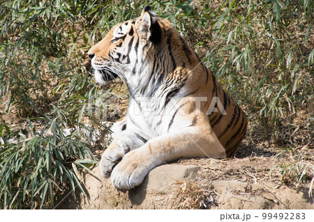 くつろぐとら 99492283