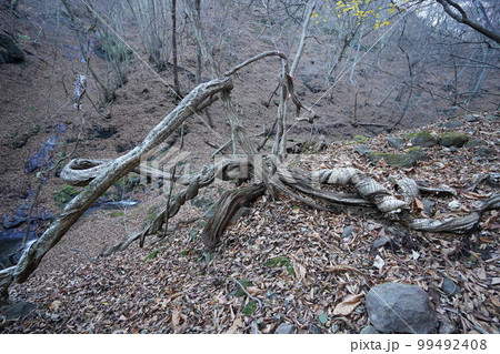妙義湖上流　裏妙義の三方境から女道へ　広い谷を下り、沢にあった　つる植物　2022年11月25日 99492408