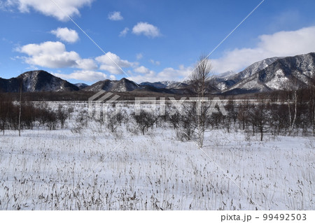 冬の戦場ヶ原 栃木 冬の戦場ヶ原 栃木 99492503