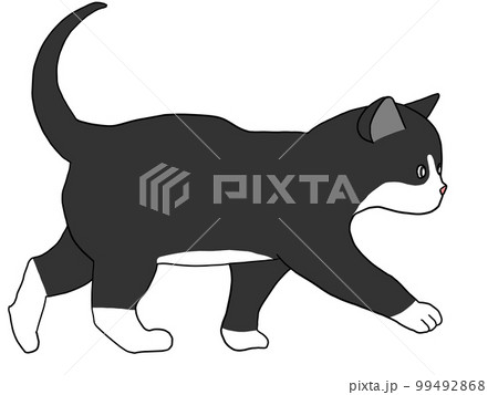 ゆっくりと足を踏み出して歩く八割れ猫の子猫のイラスト素材 [99492868