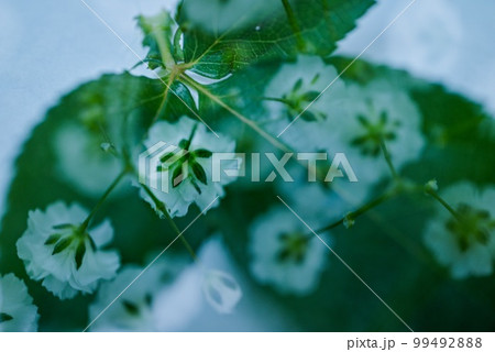 薔薇の葉っぱと可愛いカスミソウの多重露光写真が幻想的で綺麗 薔薇の葉っぱと可愛いカスミソウの多重露光写真が幻想的で綺麗 99492888