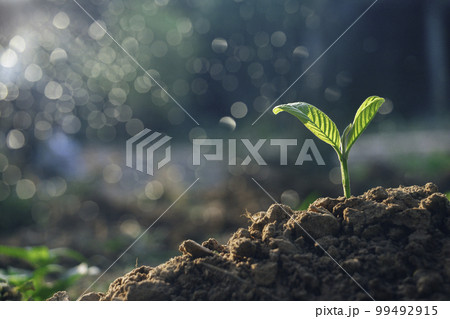 Growing plant,Young plant in the morning light on ground background, New life concept.Small plant on the ground in spring. 99492915