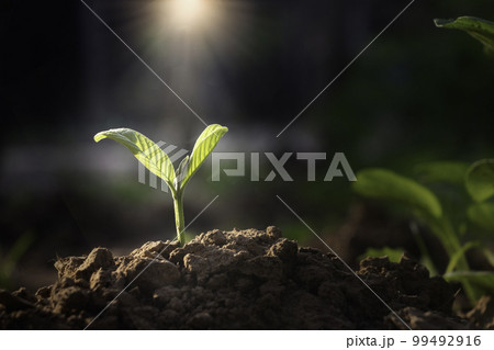 Growing plant,Young plant in the morning light on ground background, New life concept.Small plant on the ground in spring. 99492916
