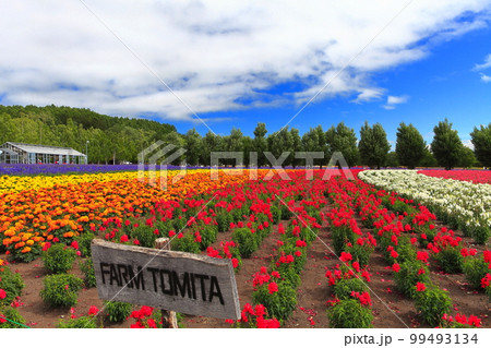 【北海道】晴天のファーム富田 99493134