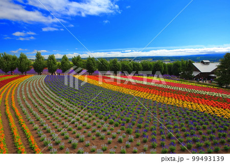 【北海道】晴天のファーム富田 【北海道】晴天のファーム富田 99493139