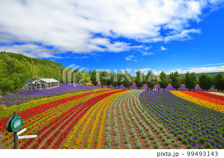 【北海道】晴天のファーム富田 99493143