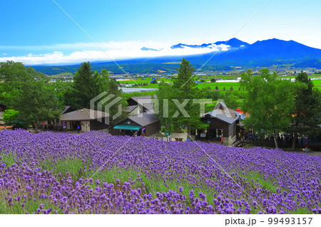 【北海道】晴天のファーム富田 99493157