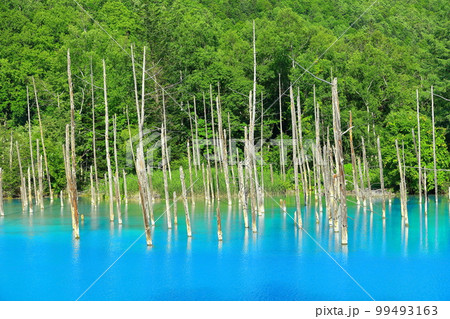 【北海道】夏の晴天下の青い池　美瑛町 99493163