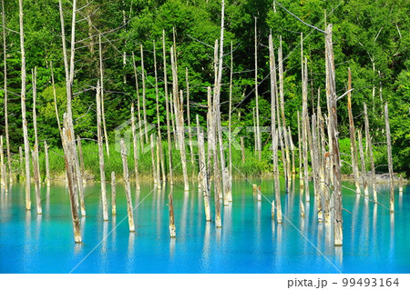 【北海道】夏の晴天下の青い池 美瑛町 【北海道】夏の晴天下の青い池 美瑛町 99493164