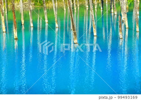 【北海道】夏の晴天下の青い池　美瑛町 99493169
