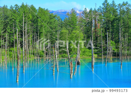 【北海道】夏の晴天下の十勝連峰と青い池 99493173