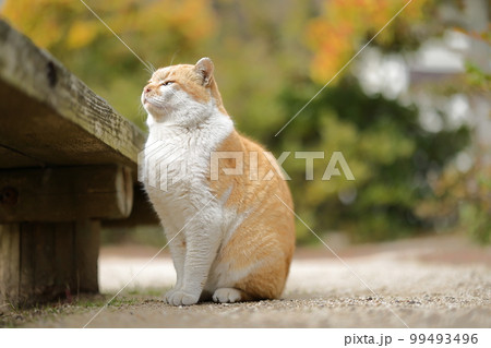 怒和島の猫 99493496