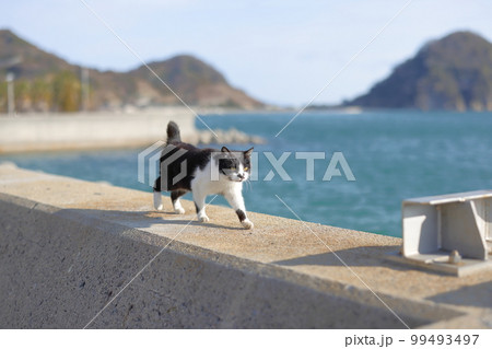 怒和島の猫 99493497